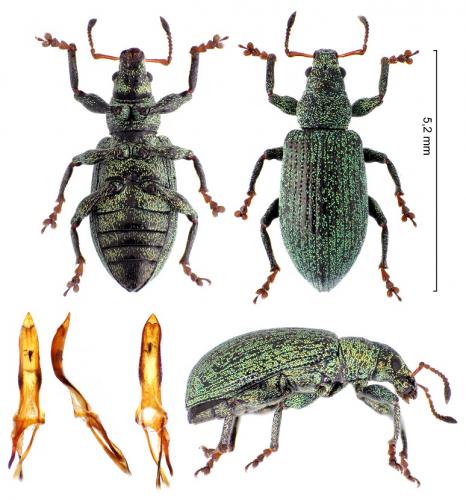 Réf. 267 368 : Polydrusus amoenus